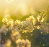 allergia-q782yiwk1clfg8v7llsv608etj32hu2uml3nch5fcg